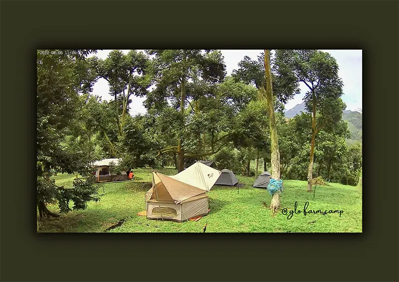 GLO Musang King Farm Camp