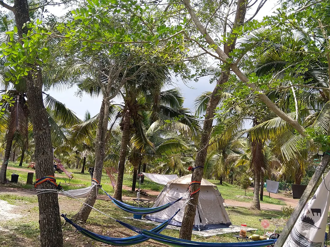 coconut orchard campsite 3