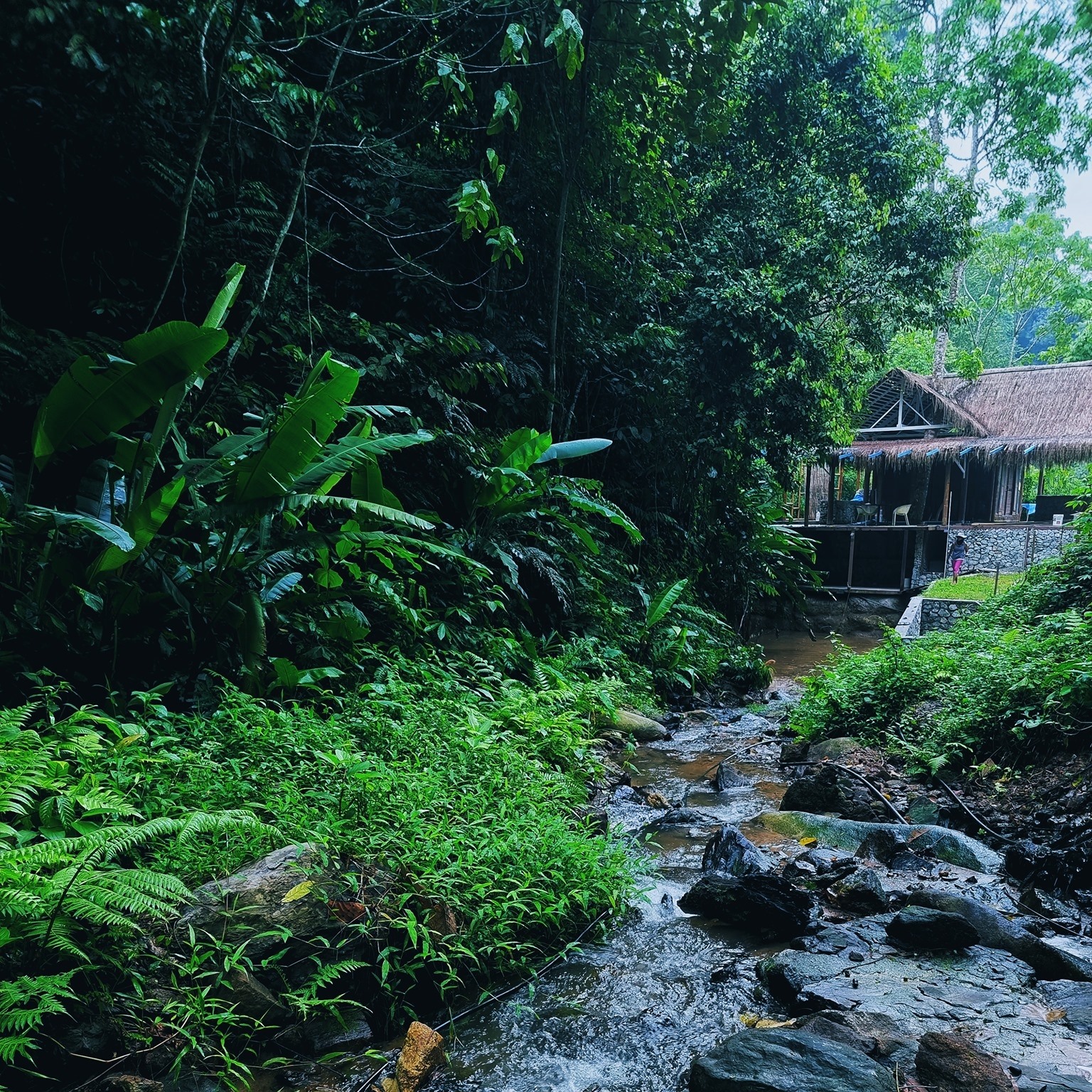 Willow Tree Campsite