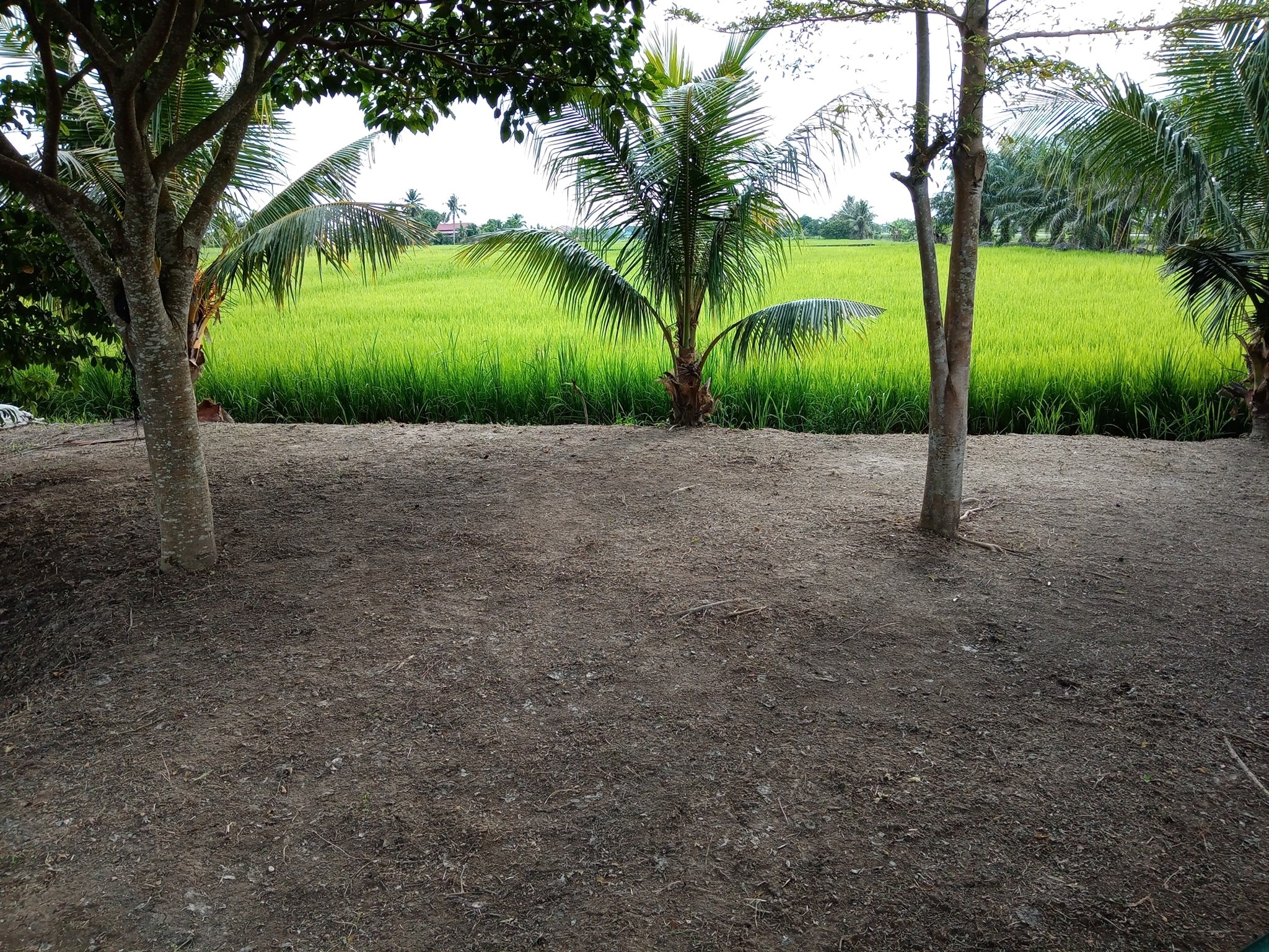 Orang Orang Art Camp