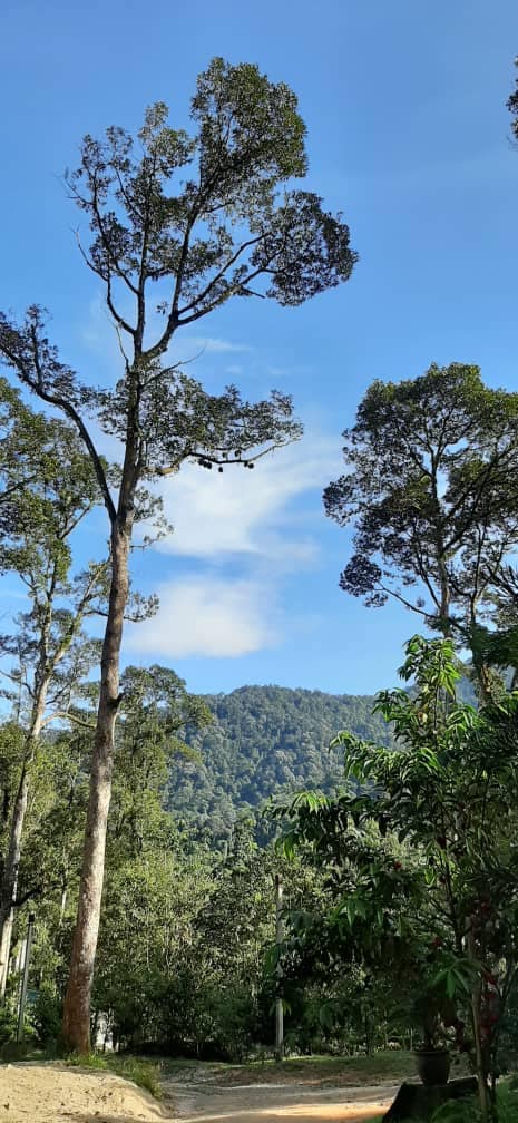 Taiping Bamboo Resort