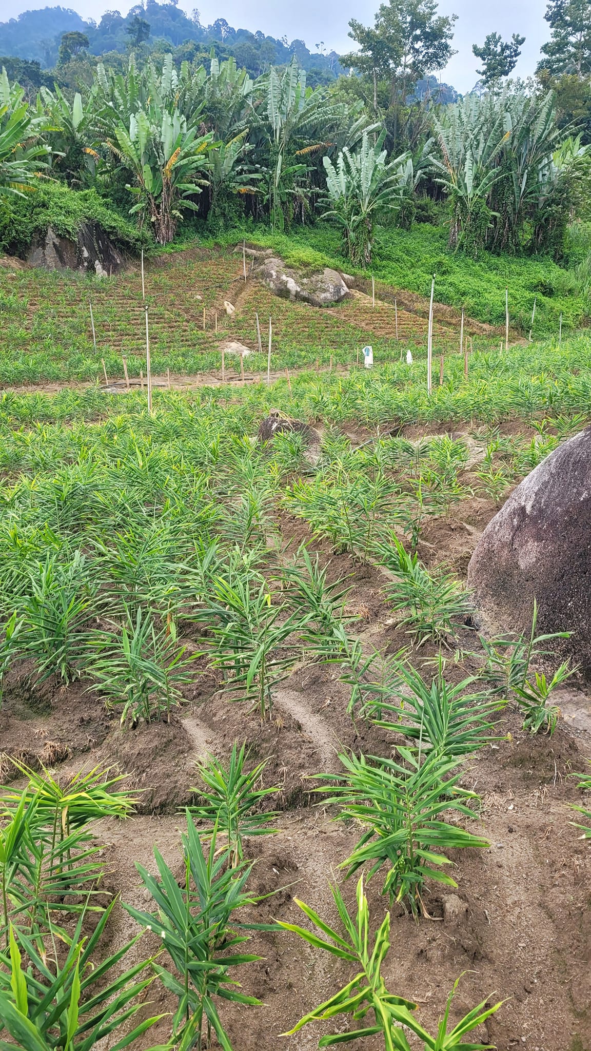 Leng in the Jungle @ 森伶, Bukit Tinggi
