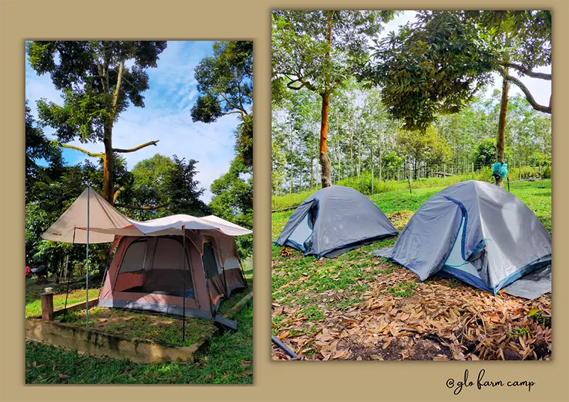 GLO Musang King Farm Camp
