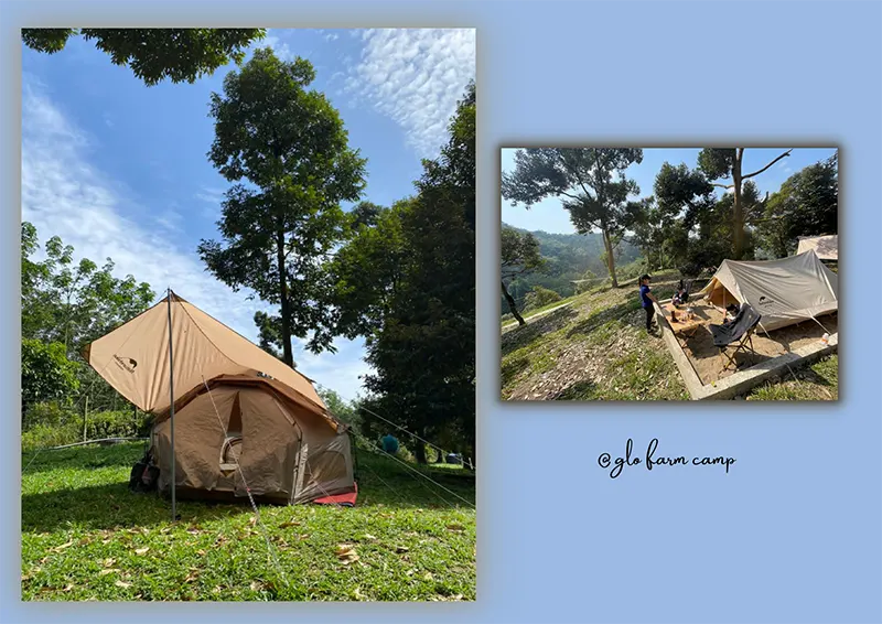 GLO Musang King Farm Camp