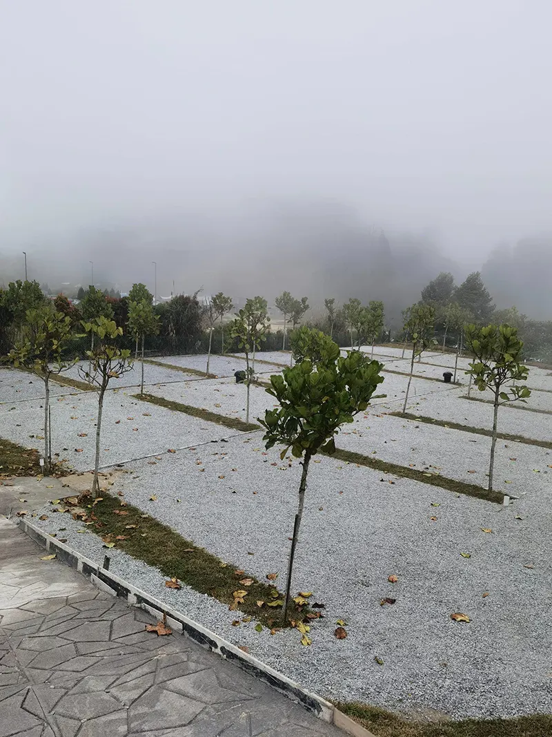 Stellar Golden Hill Cameron