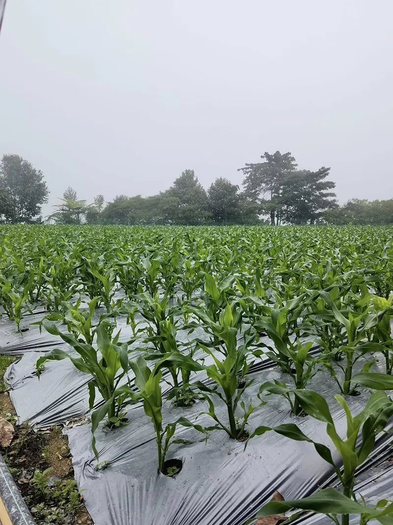 Stellar Golden Hill Cameron